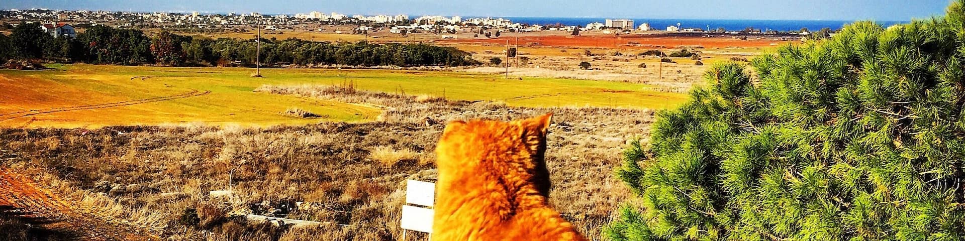 Looking towards Famagusta across No Man's Land from the Greek Cypriot side