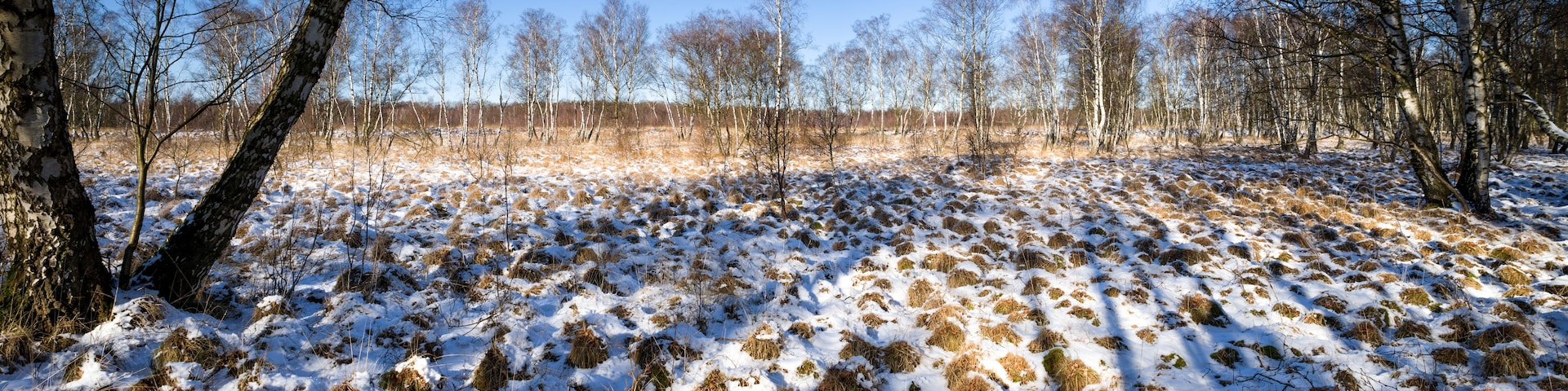 Un campo nevado con abedules y un cielo azul despejado.