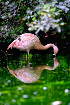 For a great afternoon with kids, the Tropicarium is an amazing place.  You get to learn on different species, amazing birds... and their reflection! #Perspectives