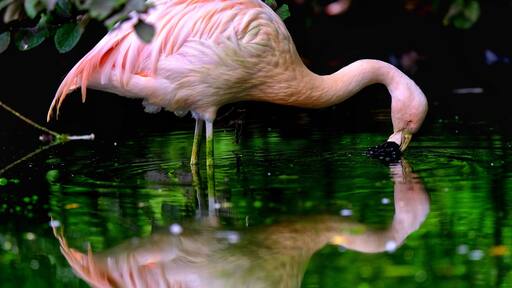 For a great afternoon with kids, the Tropicarium is an amazing place. You get to learn on different species, amazing birds... and their reflection! #Perspectives