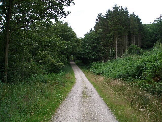 Forestry road in Great Cockerdale Wood