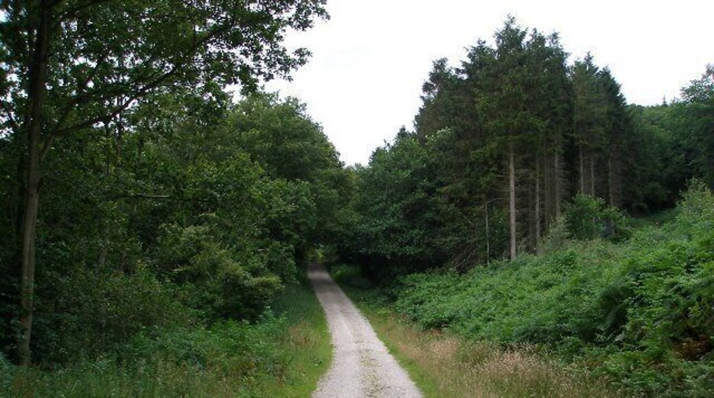Forestry road in Great Cockerdale Wood
