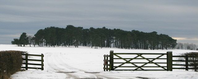 Track to Cam Farm On Byland Moor.