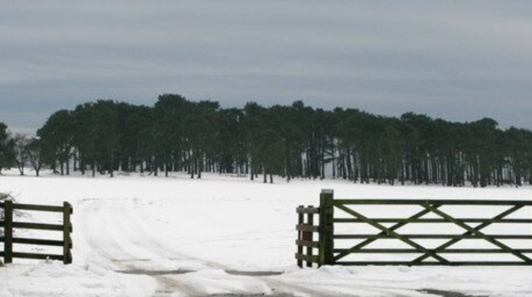 Track to Cam Farm On Byland Moor.