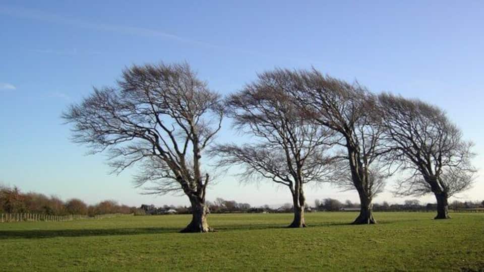 Three leafless trees in a grassy field under a clear sky.