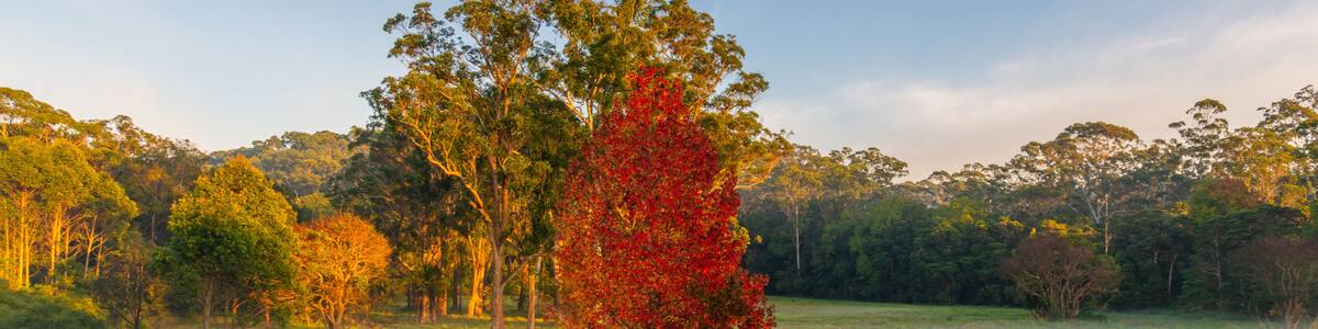 Early Morning Autumn Hues