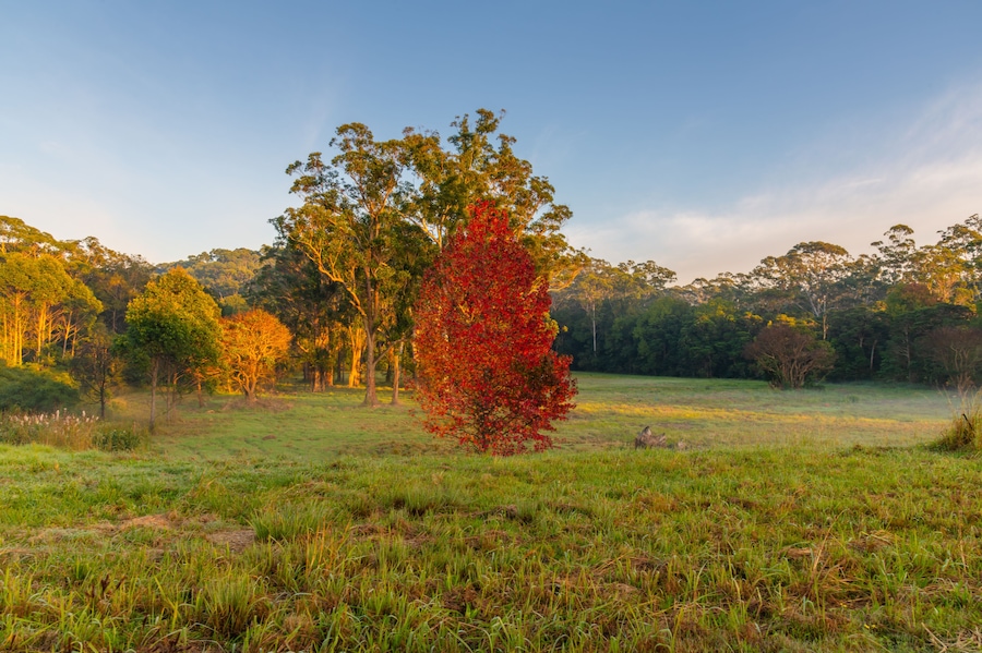Early Morning Autumn Hues