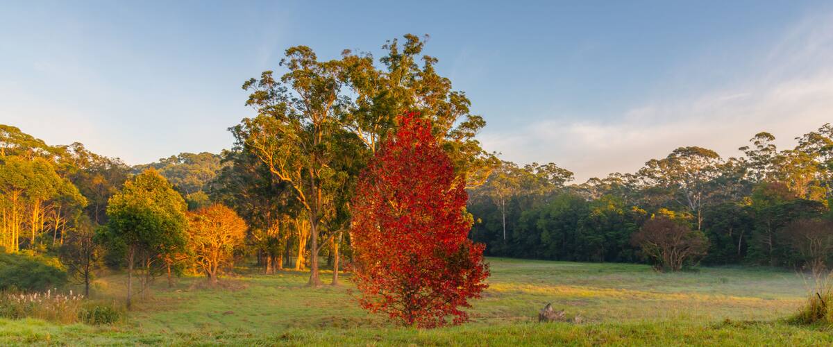 A grassy field with a prominent red tree in the center and a dense forest in the background.