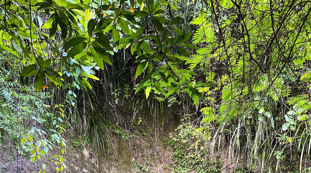 Blue water in Hinatuan Enchanted River. Surigao del Sur. Philippines.
