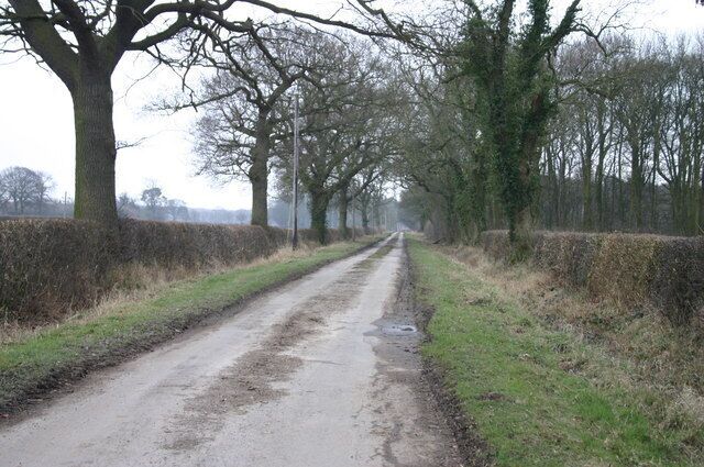 A rural road flanked by trees and hedgerows.