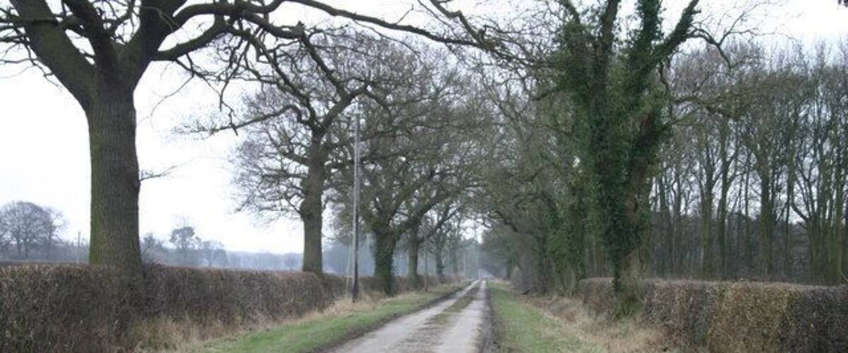 A rural road flanked by trees and hedgerows.