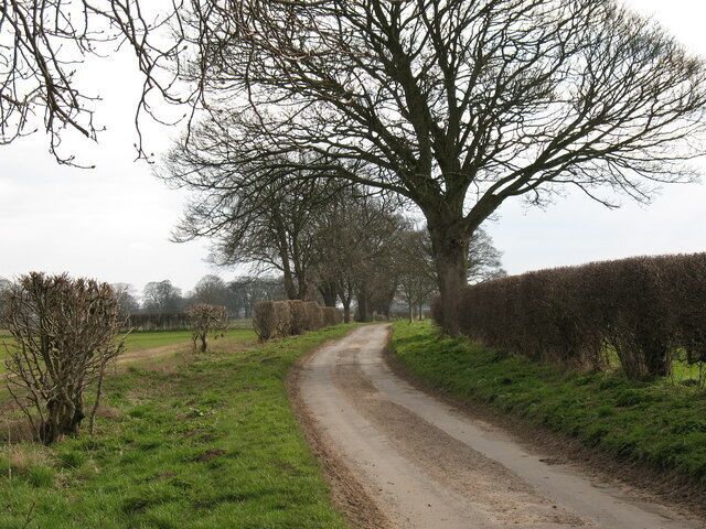 Pasture Lane near Helperby A narrow back lane leading to nowhere in particular through flat farming country.
