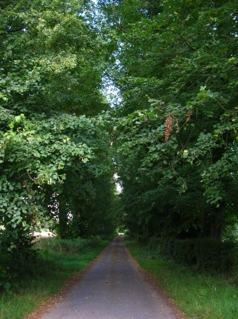 Lane near Helperby This lane leads to a number of farms around Helperby.