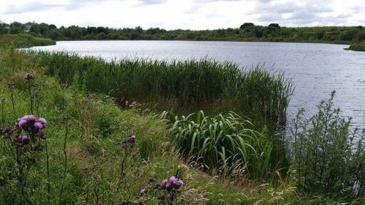 Pond taken from Little Lane