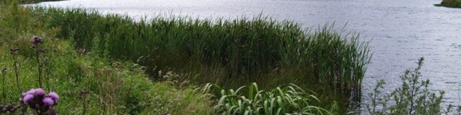 Pond taken from Little Lane