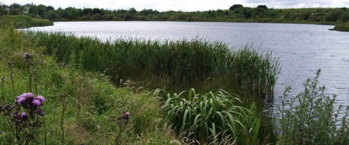 A calm lake surrounded by lush greenery and purple flowers.
