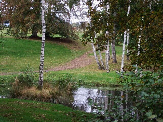 Drake mallards by the pond at Linton House