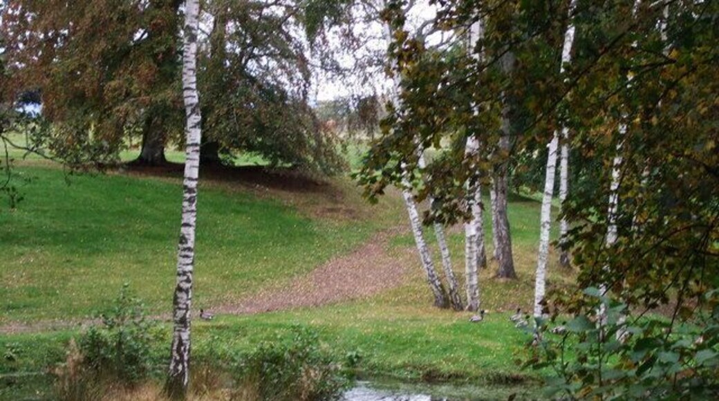 Drake mallards by the pond at Linton House