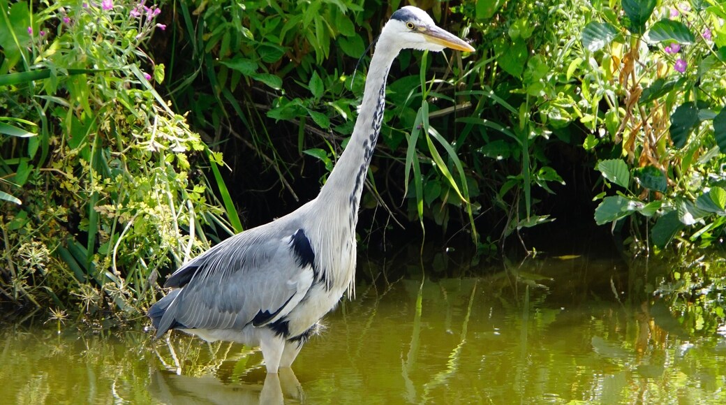 The stillness of the Heron as it seeks lunch along the canal @ Bilsborrow, Lancashire, UK (Jul 2018). #nature #naturalworld #herons