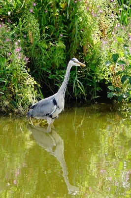 The stillness of the Heron as it seeks lunch along the canal @ Bilsborrow, Lancashire, UK (Jul 2018). #nature #naturalworld #herons