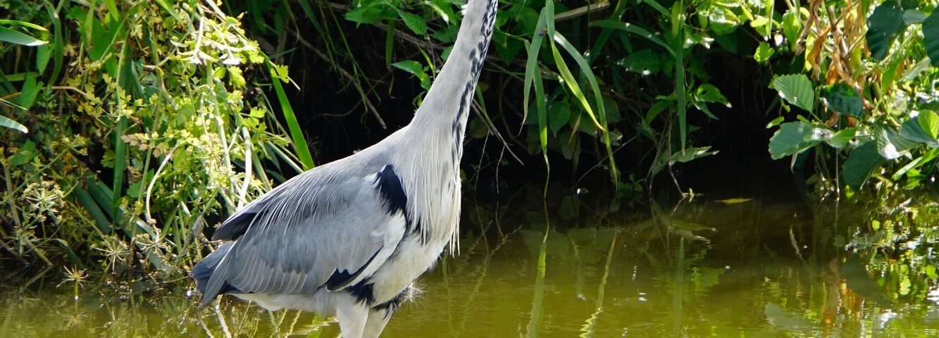 The stillness of the Heron as it seeks lunch along the canal @ Bilsborrow, Lancashire, UK (Jul 2018). #nature #naturalworld #herons