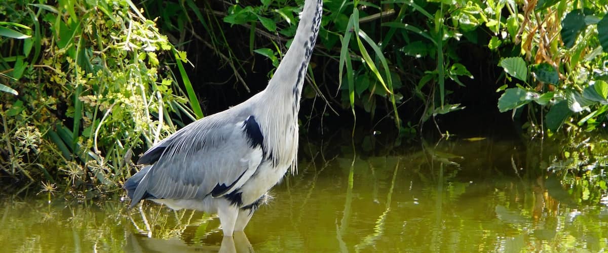 A heron standing in a pond surrounded by lush greenery.