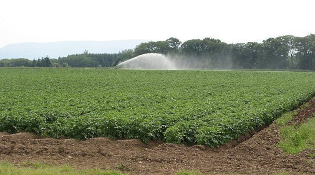 Farmland, Lethangie Irrigating a potato field.