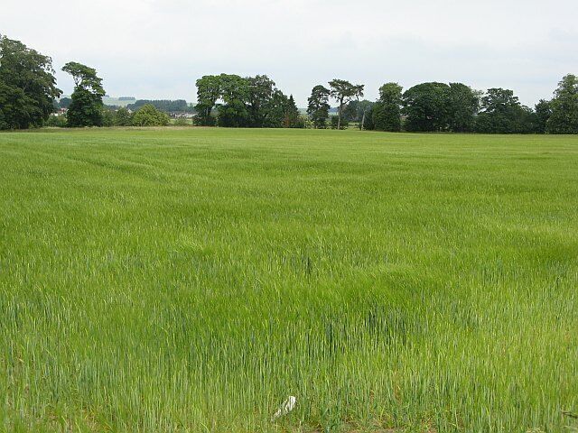 Barley field, Lethangie High quality arable land near Loch Leven.