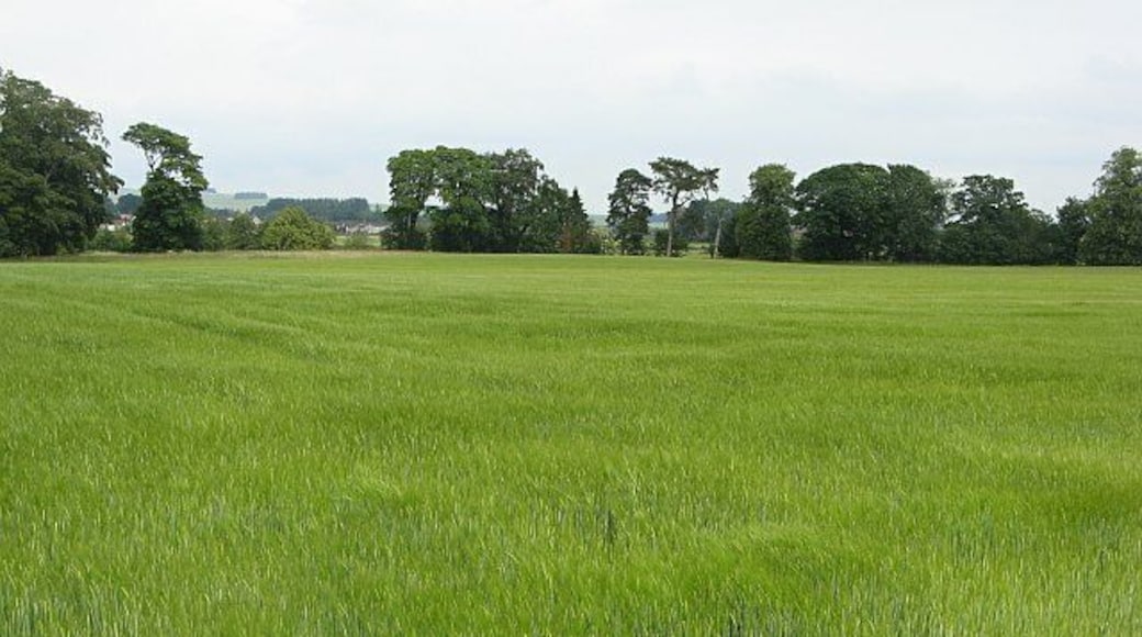 Barley field, Lethangie High quality arable land near Loch Leven.