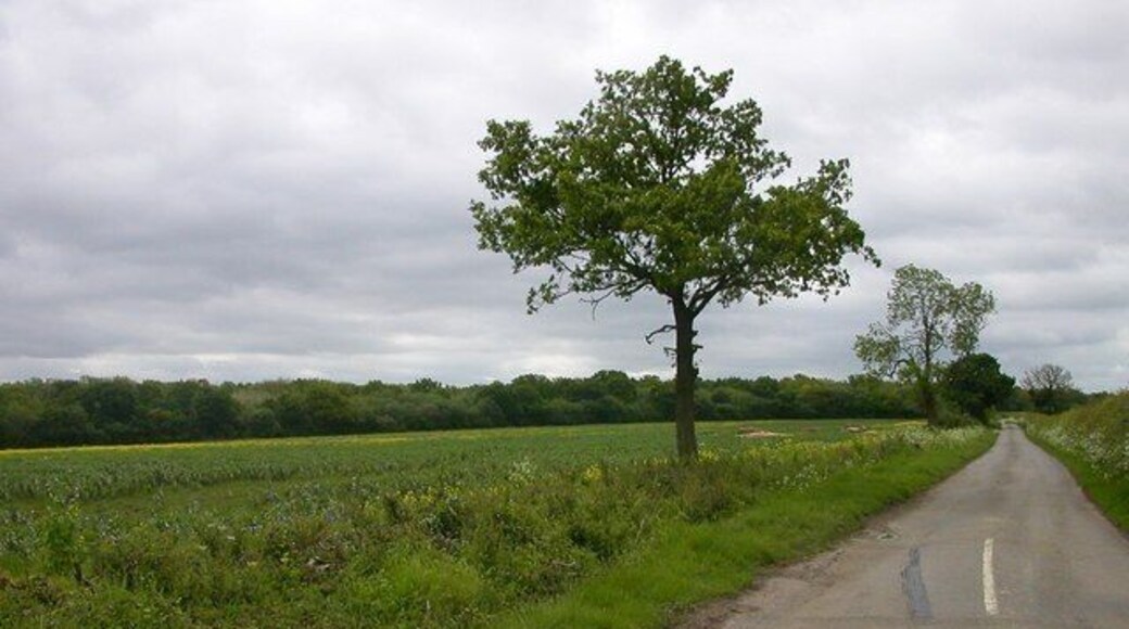 Lillingstone Lovell The Road towards Leckhampstead Wood.