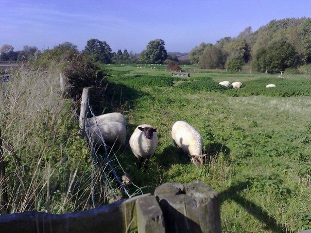 Sheep grazing An inquisitive sheep seeks glory as its fellow animals get on with their toil in a scruffy but appealing field.