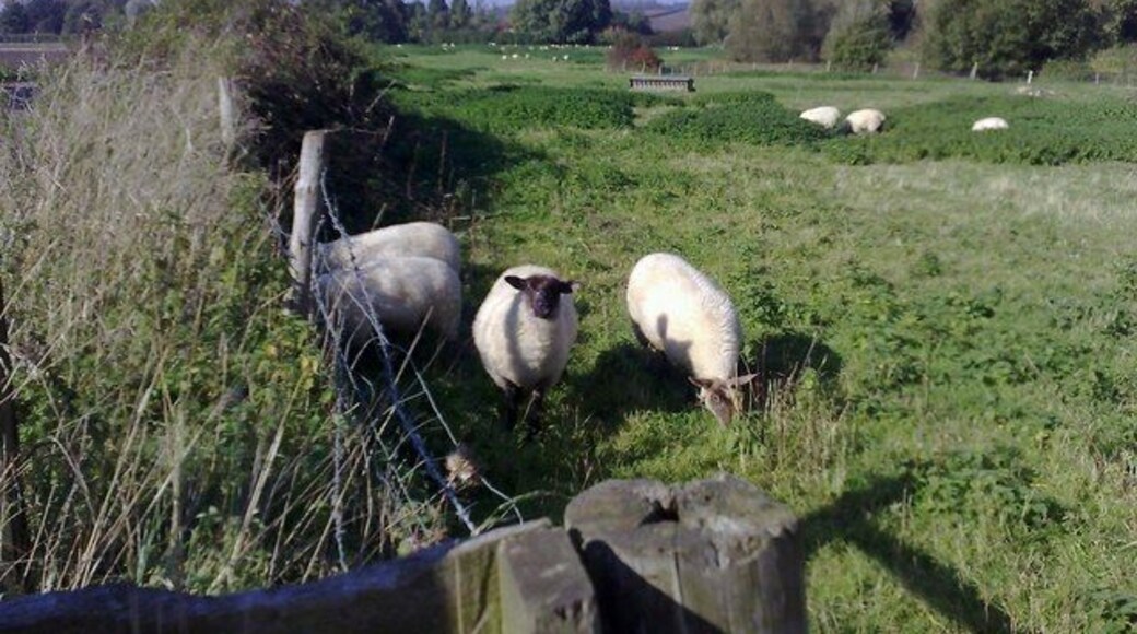Sheep grazing An inquisitive sheep seeks glory as its fellow animals get on with their toil in a scruffy but appealing field.
