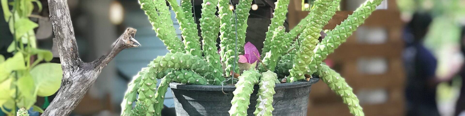 #BaansuanCoffee #Thailand