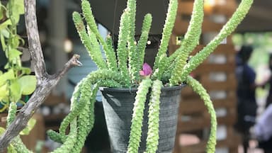 #BaansuanCoffee #Thailand