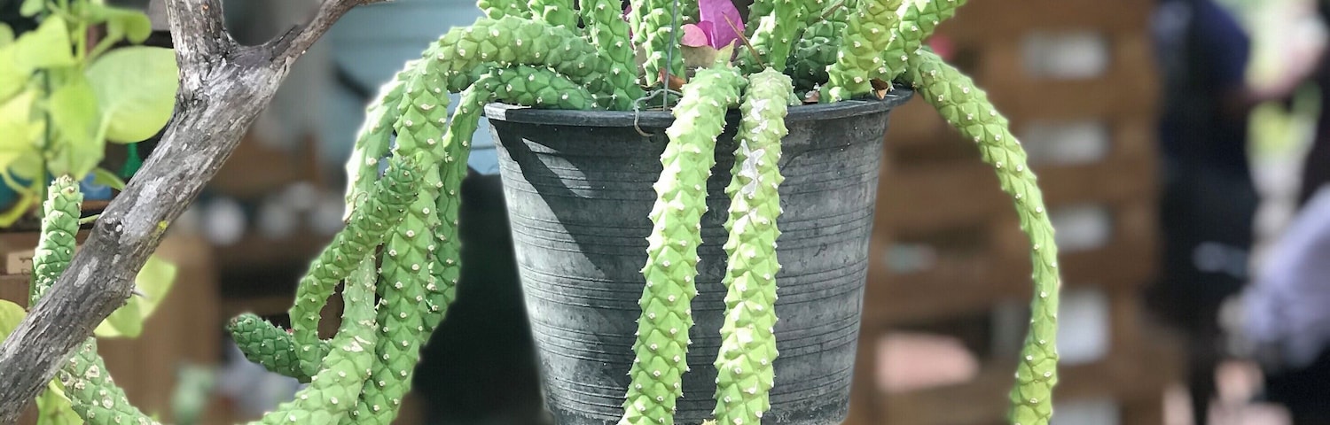 #BaansuanCoffee #Thailand