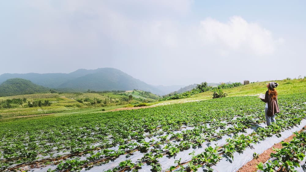 Asian woman travel nature. Travel relax. Girl reading a book In the vegetable garden. Nature Education Write a note in the garden Strawberry. Thailand