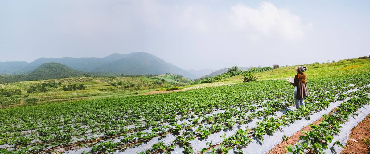A person standing in a field of green crops with mountains in the background.