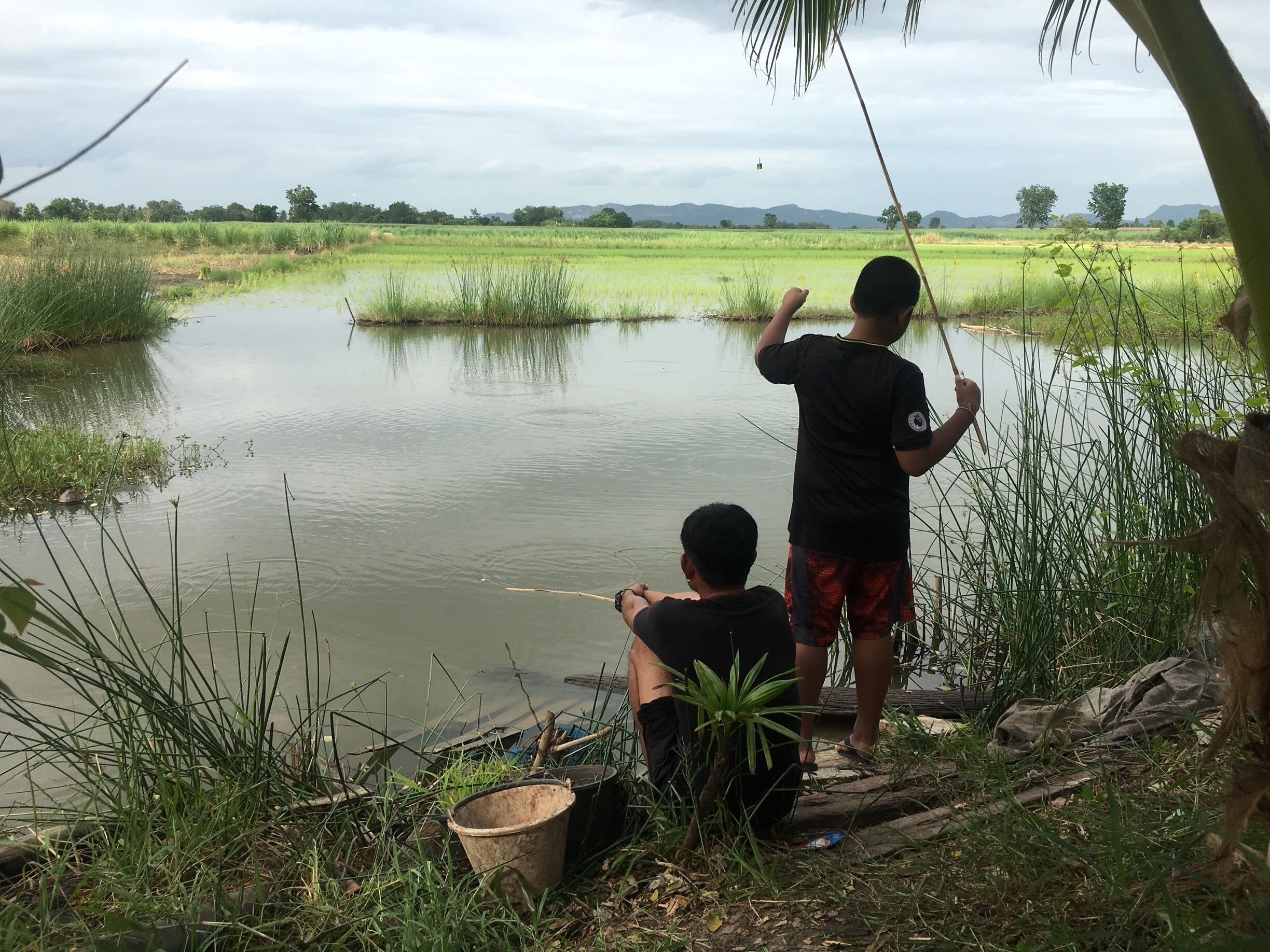 #LikeALocal .... small village life in phetchabun province Thailand, foraging and gathering food is the lifestyle here, picture of my brother in law and son in law fishing the rice patties on their farm.