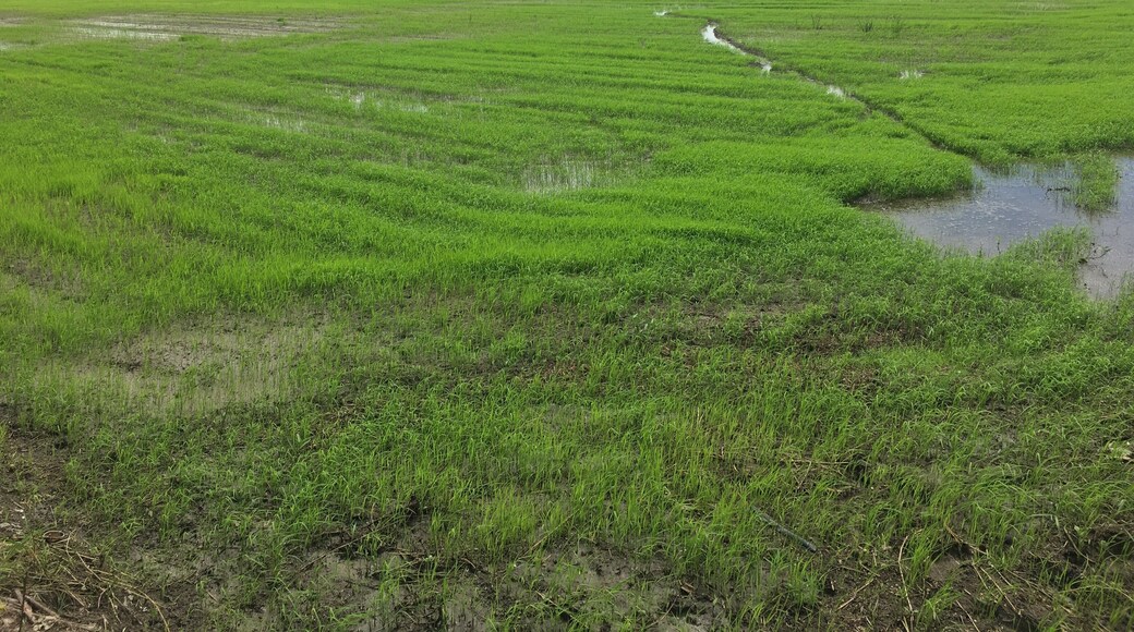 Rice Patties in Thailand’s Bueng Sam Phan district
#Trovember