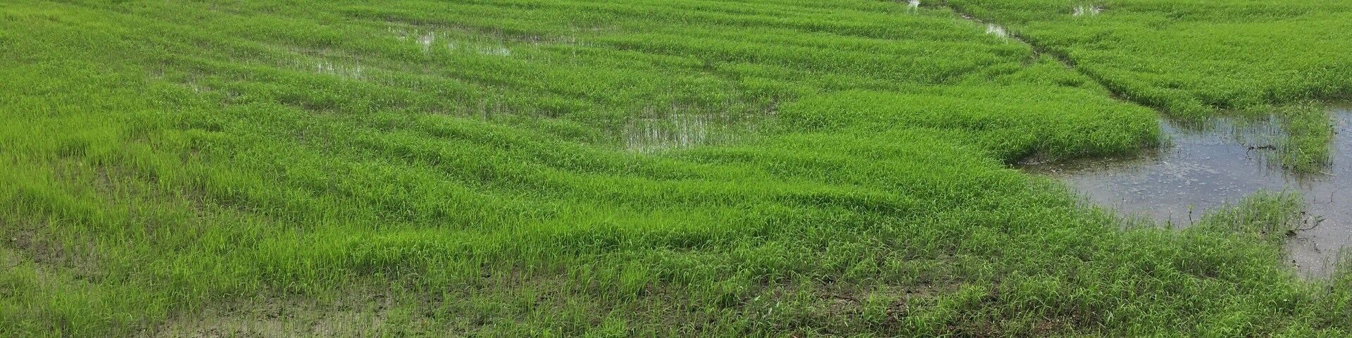 Rice Patties in Thailand’s Bueng Sam Phan district
#Trovember
