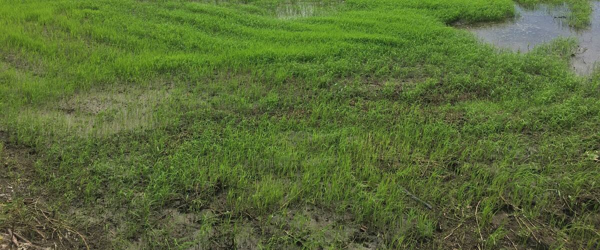 A vast green rice paddy field with a small stream running through it.
