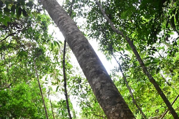 KhaoChamao Waterfall is one of the many stops in this area. An amazing hike along the many levels of the waterfall. Each level offering a different pool to cool off in, swim with the carp that reside there, before continuing. This is a locals spot, more frequented by Thai couples than foreigners. Really great spot to take a break. The paths and pools can get busy in the afternoon.