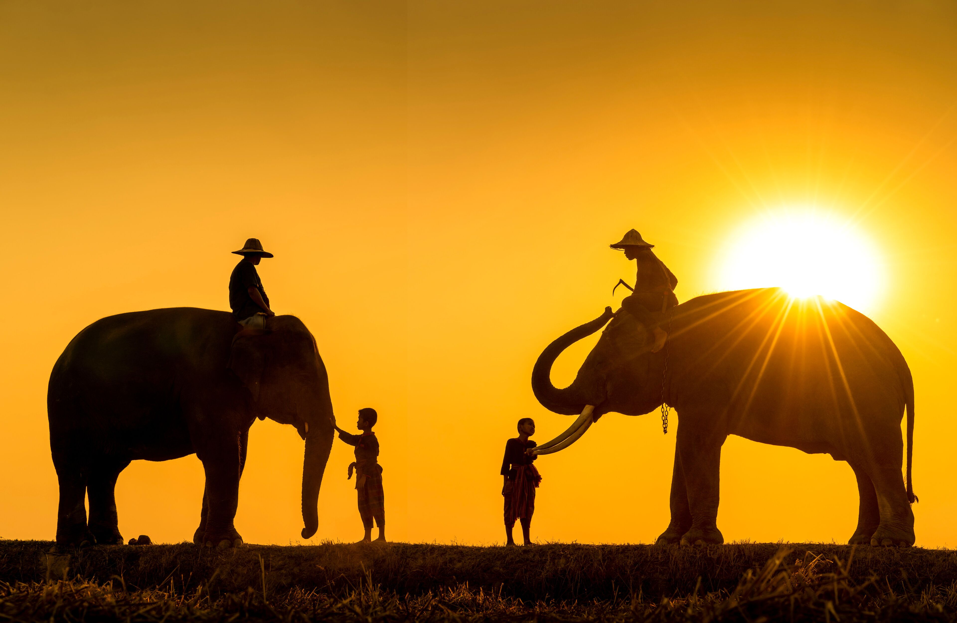 New generation mahout. Two boy and Two mahout and two elephant with sunset light as a backdrop. The activities Krapho, Tha Tum District, Surin, Thailand.