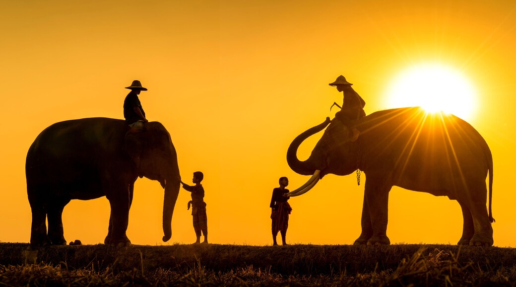 New generation mahout. Two boy and Two mahout and two elephant with sunset light as a backdrop. The activities Krapho, Tha Tum District, Surin, Thailand.