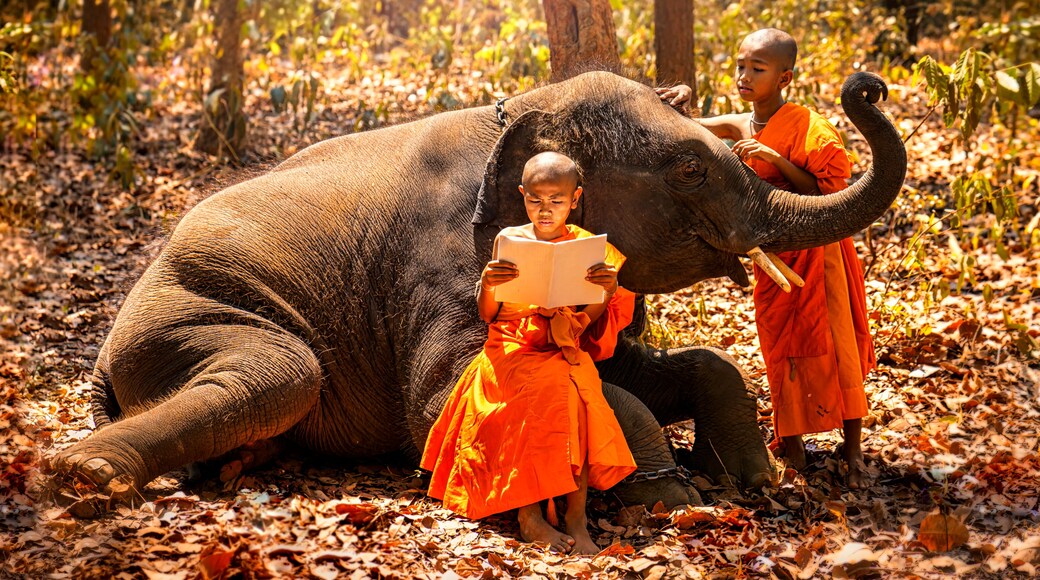 Monk or Novices studying. Two novices read a book, and a large elephant with forest background, Tha Tum District, Surin, Thailand