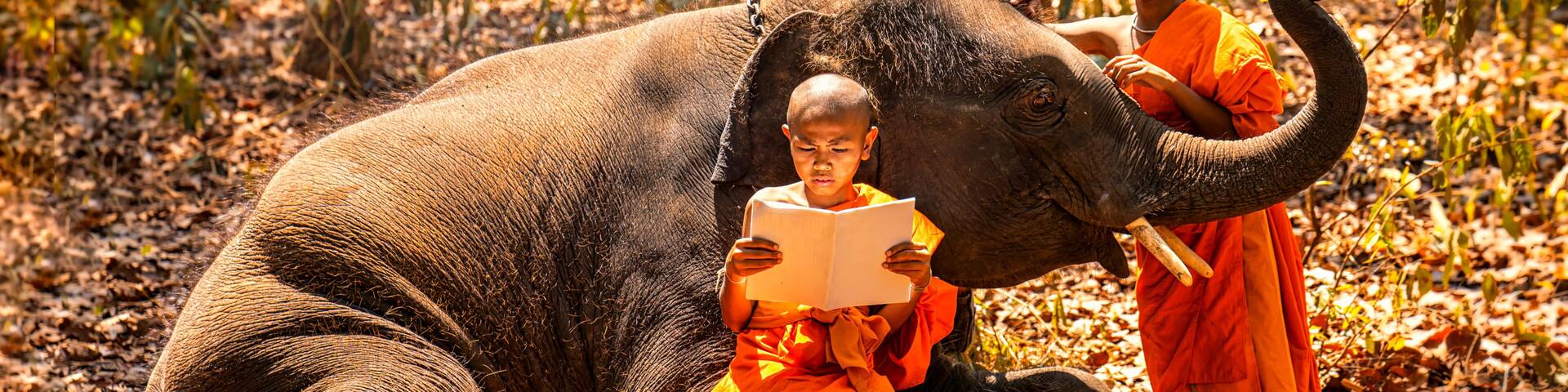 Monk or Novices studying. Two novices read a book, and a large elephant with forest background, Tha Tum District, Surin, Thailand