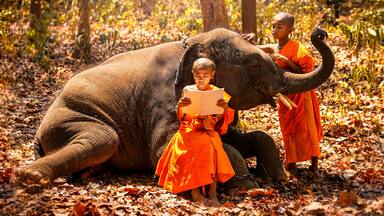 Monk or Novices studying. Two novices read a book, and a large elephant with forest background, Tha Tum District, Surin, Thailand