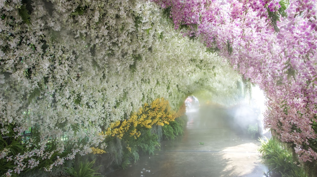 Bang Phae,Ratchaburi province,Thailand on April 13,2019:Beautiful orchid tunnel with fog spray during Songkran Festival at NaSatta Thai Park .