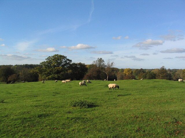 Sheep near Bulwick Hall Part of a park-like area surrounding Bulwick Hall. The trees in the middle distance flank Willow Brook.