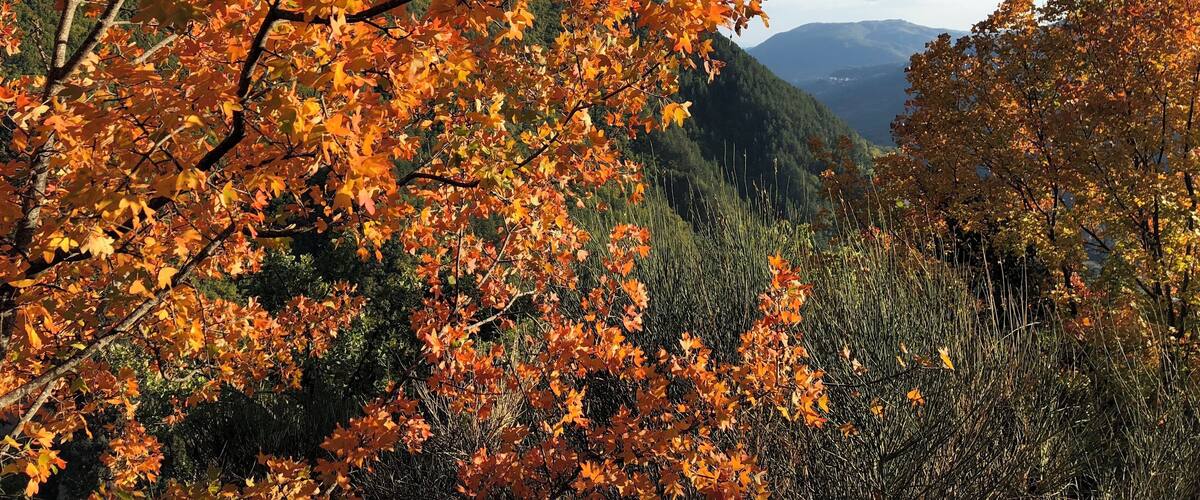 Autumn colours beginning to show